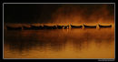 Petersfield Dawn